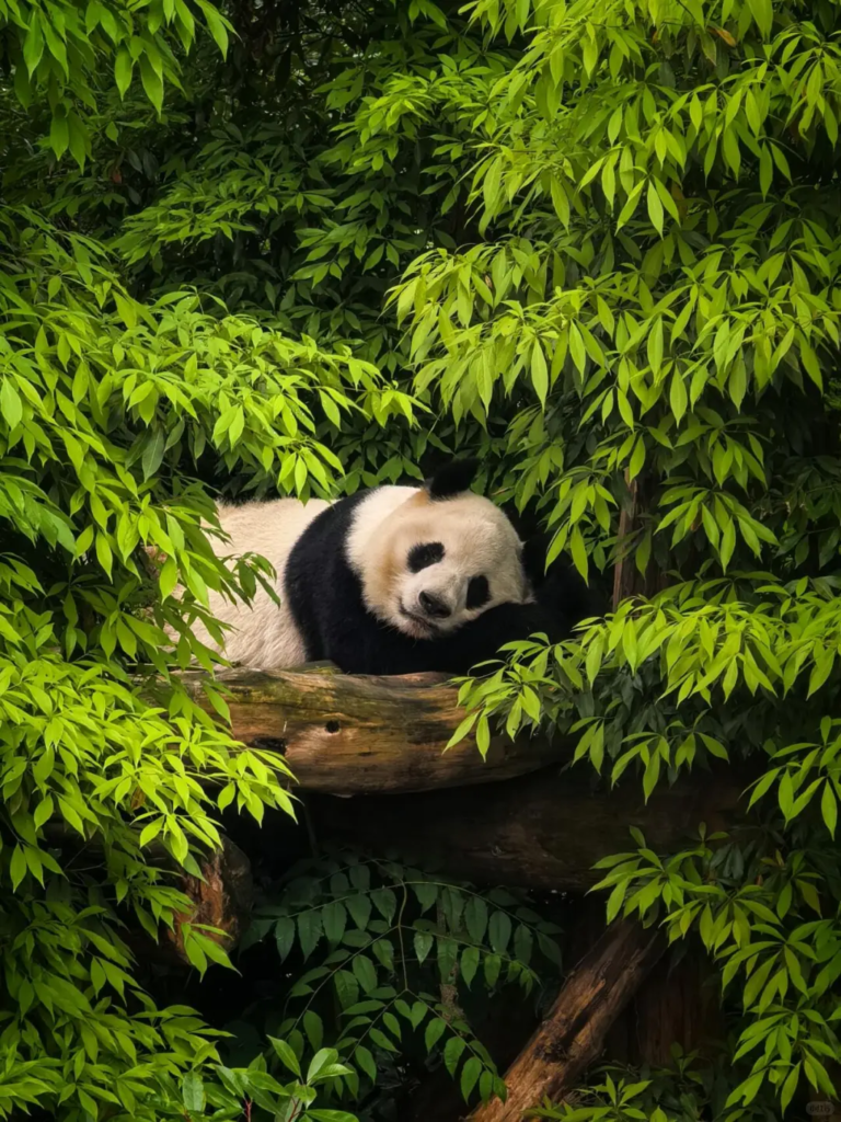 A giant panda cub lying on a tree and playing at the Chengdu Research Base of Giant Panda Breeding