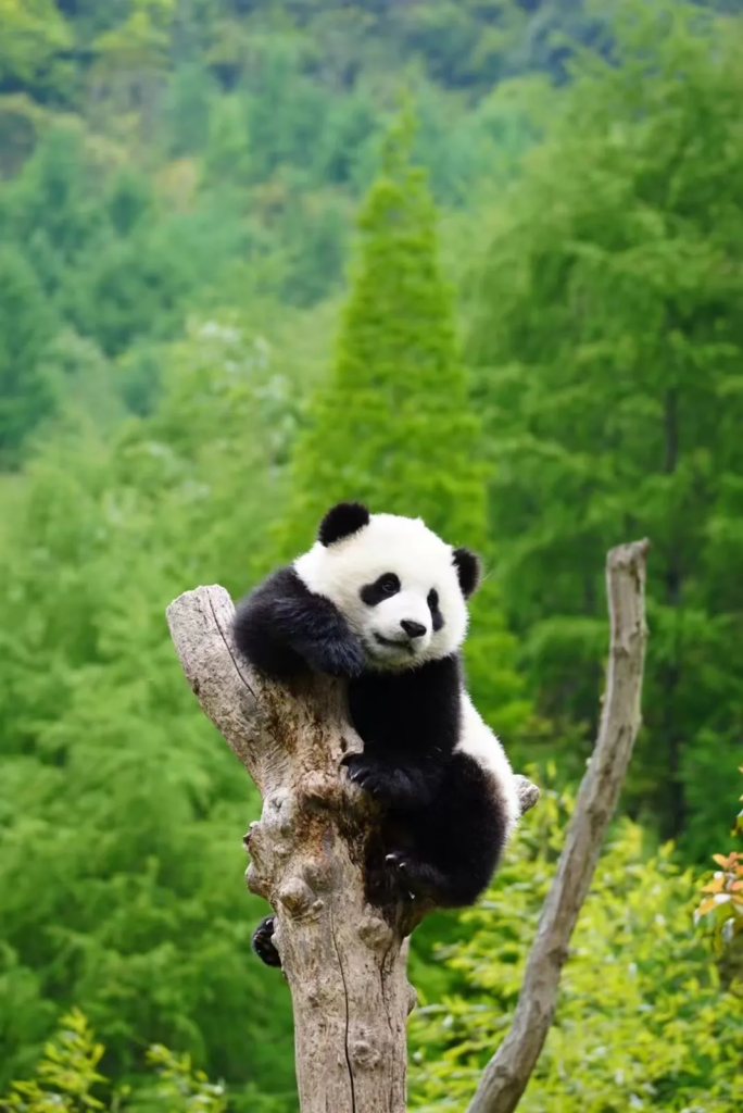 Giant panda "Lun Lun" playing happily in the water at the Chengdu Research Base of Giant Panda Breeding